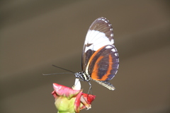 Heliconius cydno