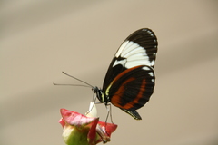 Heliconius cydno