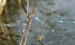 Erythromma najas humerale