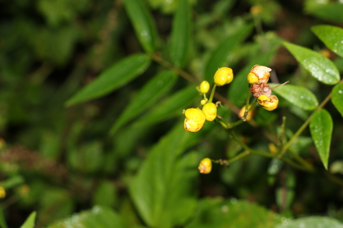 Image of Senna sophera by (c) Greg Tasney, some rights reserved (CC BY-SA)