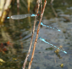 Erythromma najas humerale