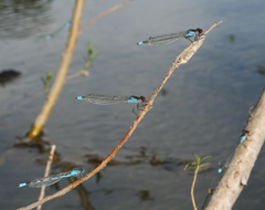 Erythromma najas humerale