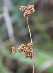 Juncus gregiflorus