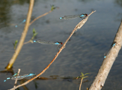 Erythromma najas humerale