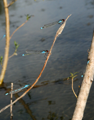 Erythromma najas humerale