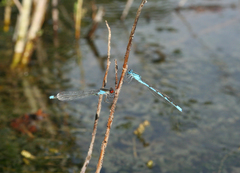 Erythromma najas humerale
