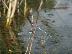 Erythromma najas humerale