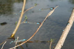 Erythromma najas humerale