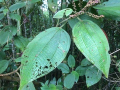 Miconia aeruginosa
