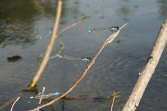 Erythromma najas humerale
