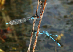 Erythromma najas humerale