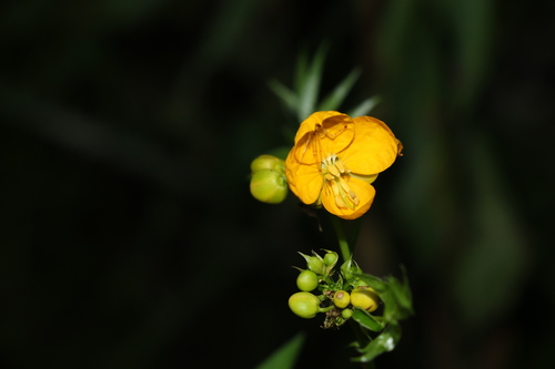 Algarrobilla (Senna sophera)