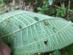 Miconia aeruginosa