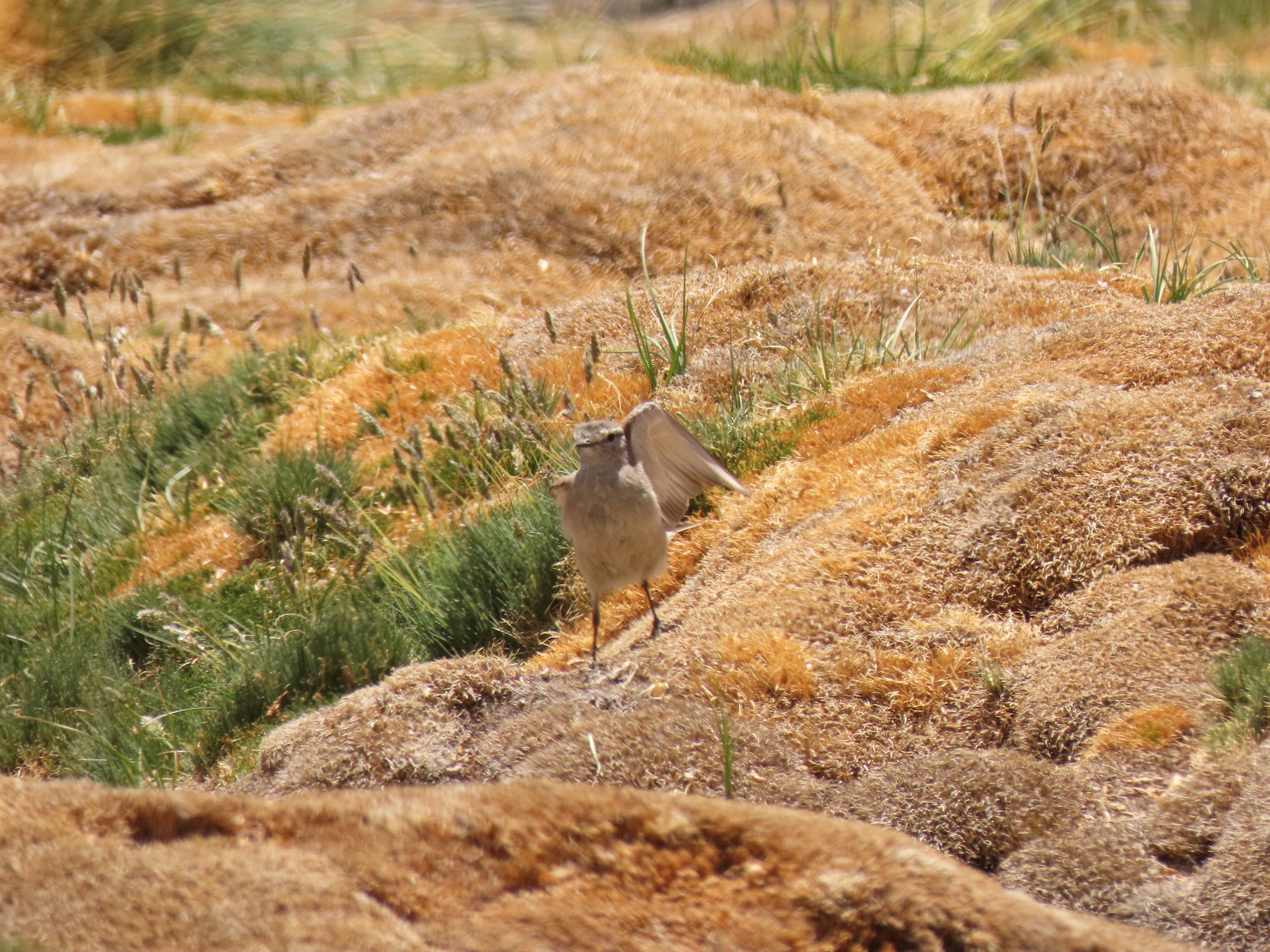 Creamy-rumped Miner illustration
