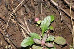 Ajuga sinuata