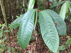 Inga