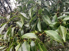 Symplocos setchuensis