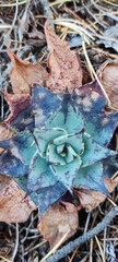 Echeveria strictiflora