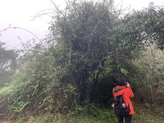 Symplocos setchuensis