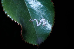Stigmella anomalella