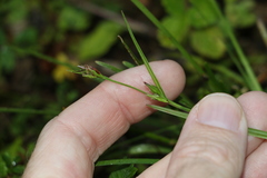 Scleria mackaviensis