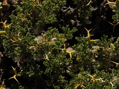 Adesmia hemisphaerica