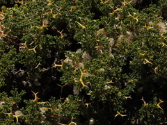 Adesmia hemisphaerica