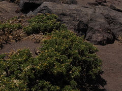 Adesmia hemisphaerica