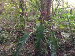 Musa velutina