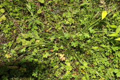 Scleria mackaviensis