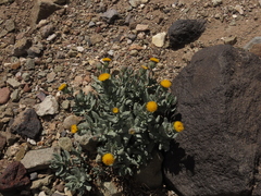 Senecio lithostaurus