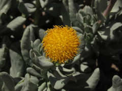 Senecio lithostaurus