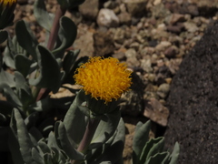 Senecio lithostaurus