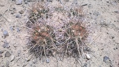 Coryphantha robustispina uncinata