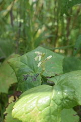 Parasenecio auriculatus