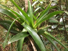 Bromeliaceae