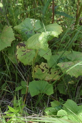 Parasenecio auriculatus