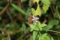 Teucrium argutum