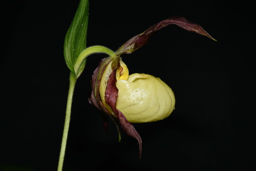 Image of Cypripedium kentuckiense by (c) Brian Finzel, some rights reserved (CC BY-SA)