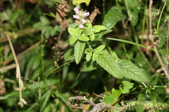 Teucrium argutum