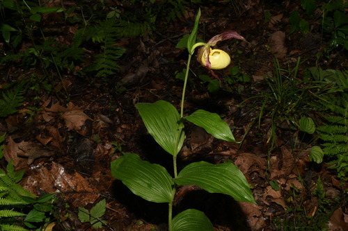 Image of Cypripedium kentuckiense by (c) Brian Finzel, some rights reserved (CC BY-SA)