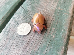 Anoplognathus montanus