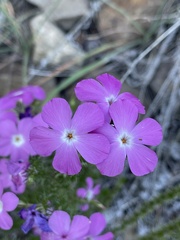 Linanthus californicus