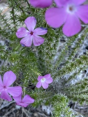 Linanthus californicus