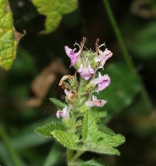 Teucrium argutum