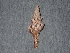 Marmorofusus nicobaricus