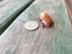 Anoplognathus montanus