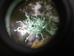 Ascomycota