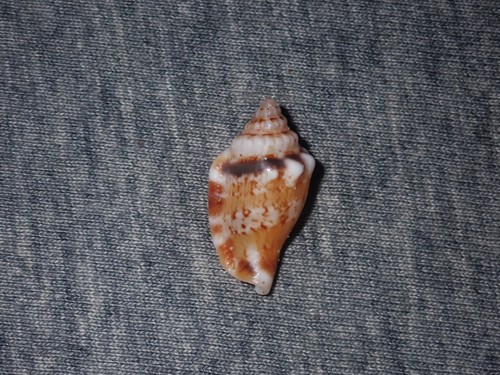 Canarium microurceus