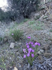 Linanthus californicus